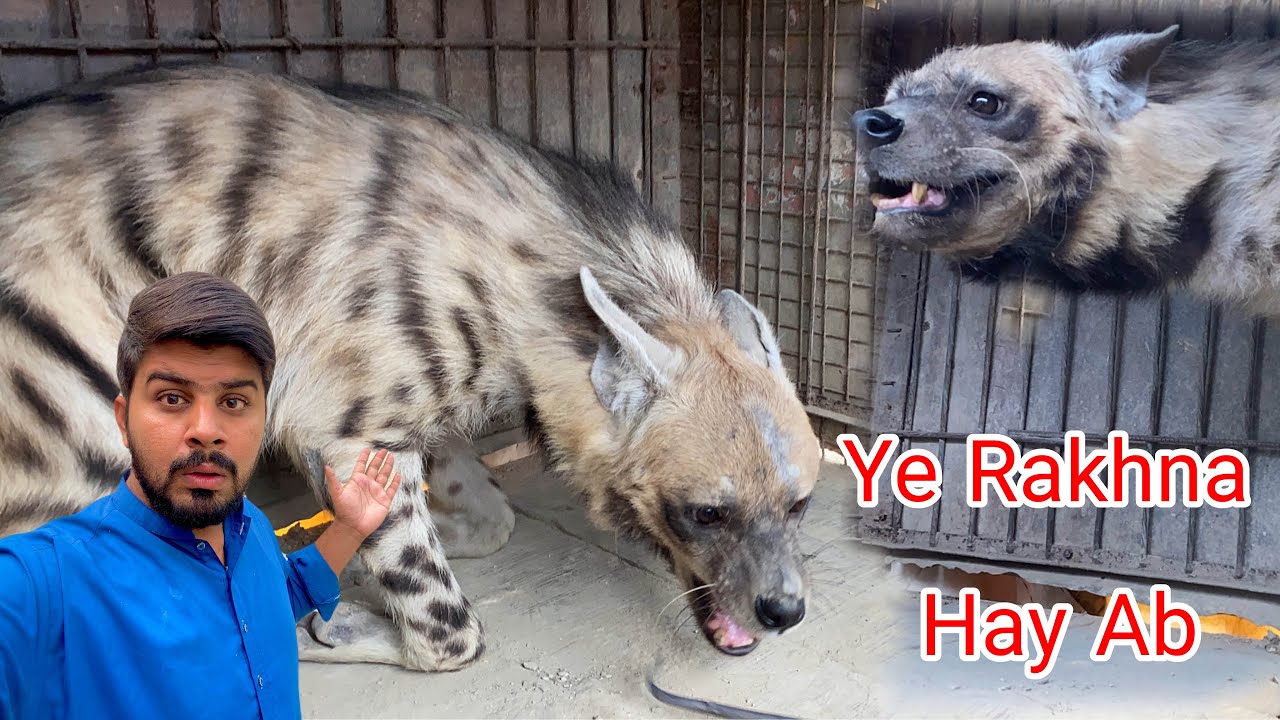 Dangerous Hyena Pehli Baar Atni Qareeb Say Dekha Hay | Ab Ye Hyena Rakhna Hy Hamnay | Pets Vlogs