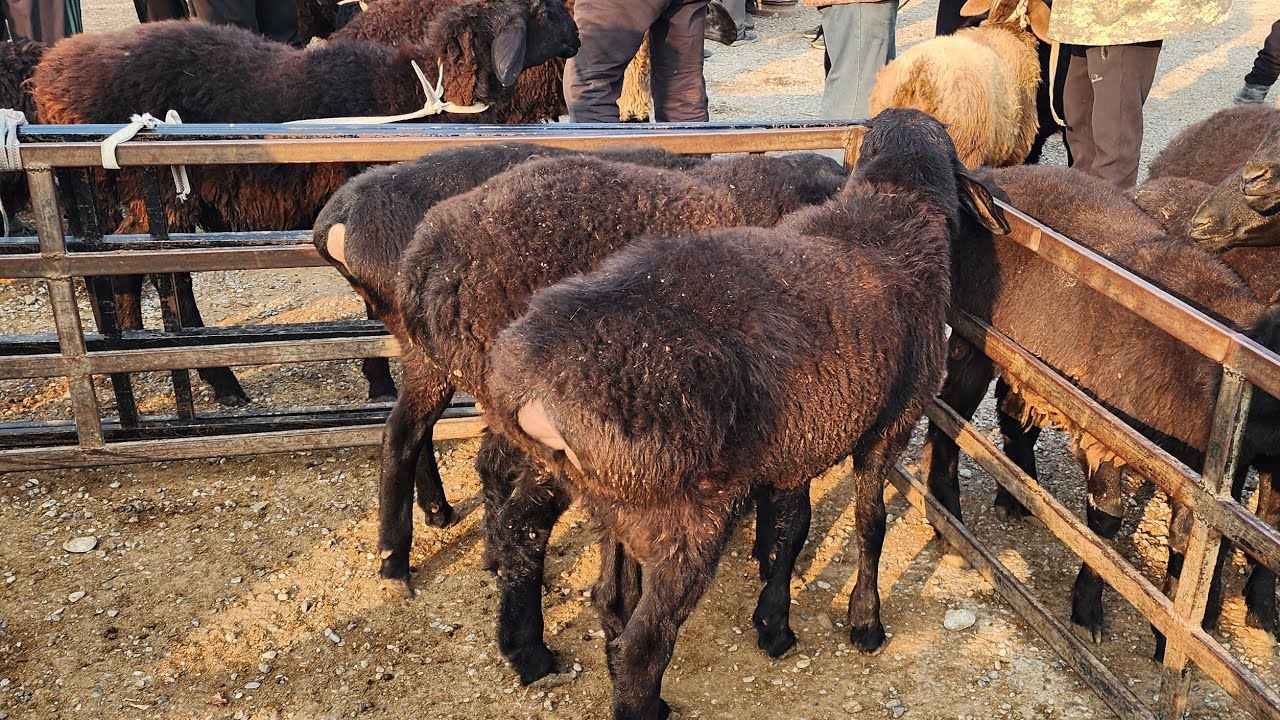 SOTILGAN VA QAYTGAN MOLLAR NARXI. DO'RMANCHA CHORVA BOZORI. 