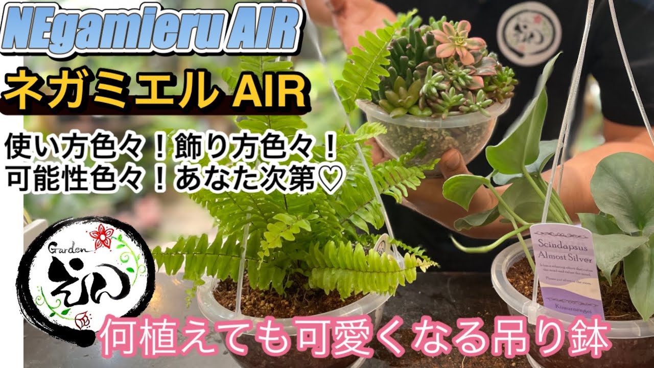 【吊るす植物】新発売！発売開始！ネガミエルAIR！どう使いたいかはあなた次第♡ #gardenえん #観葉植物　#多肉植物