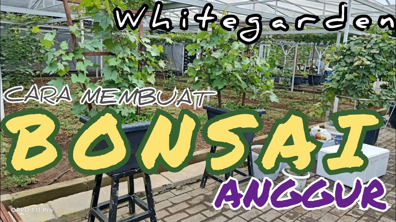 CARA MEMBUAT  BONSAI dari POHON ANGGUR DI WHITE GARDEN