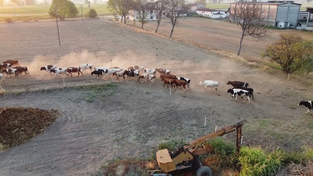 Mucche libere al pascolo - Azienda Agricola Betti