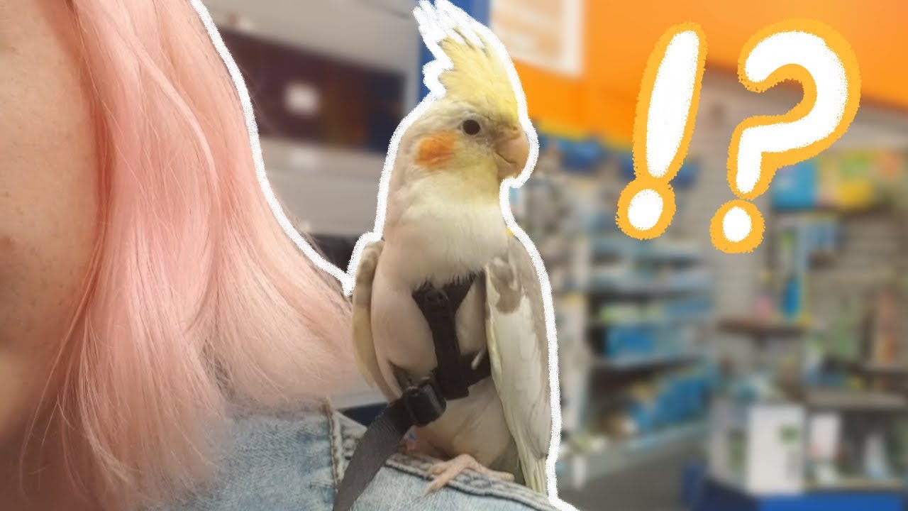 My Cockatiel Goes To a Pet Store For the First Time!