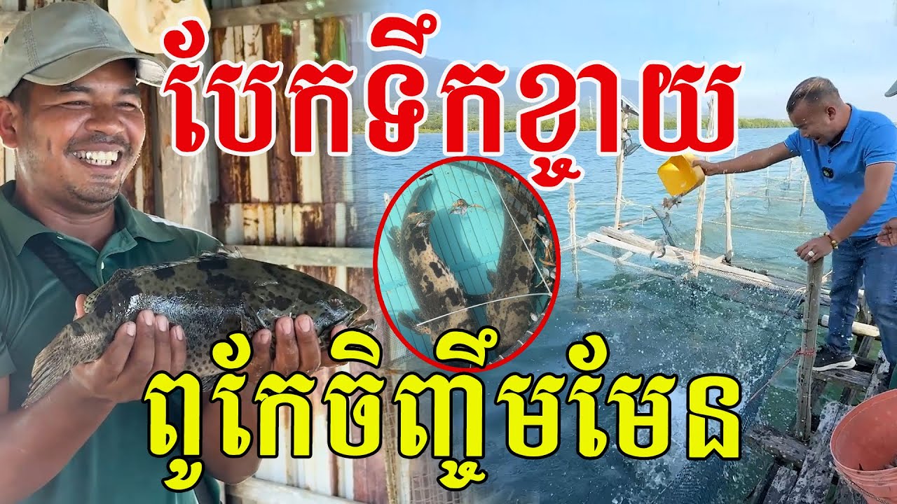 បែកទឹកខ្ចាយ ពូកែចិញ្ចឹមមែន ធំៗល្អណាស់