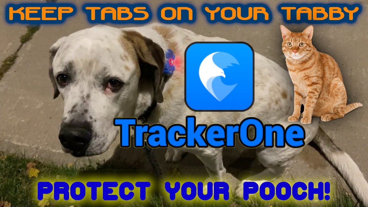 Обзор и тестирование GPS-трекера для домашних животных TrackerOne GP30 GPS 4G!