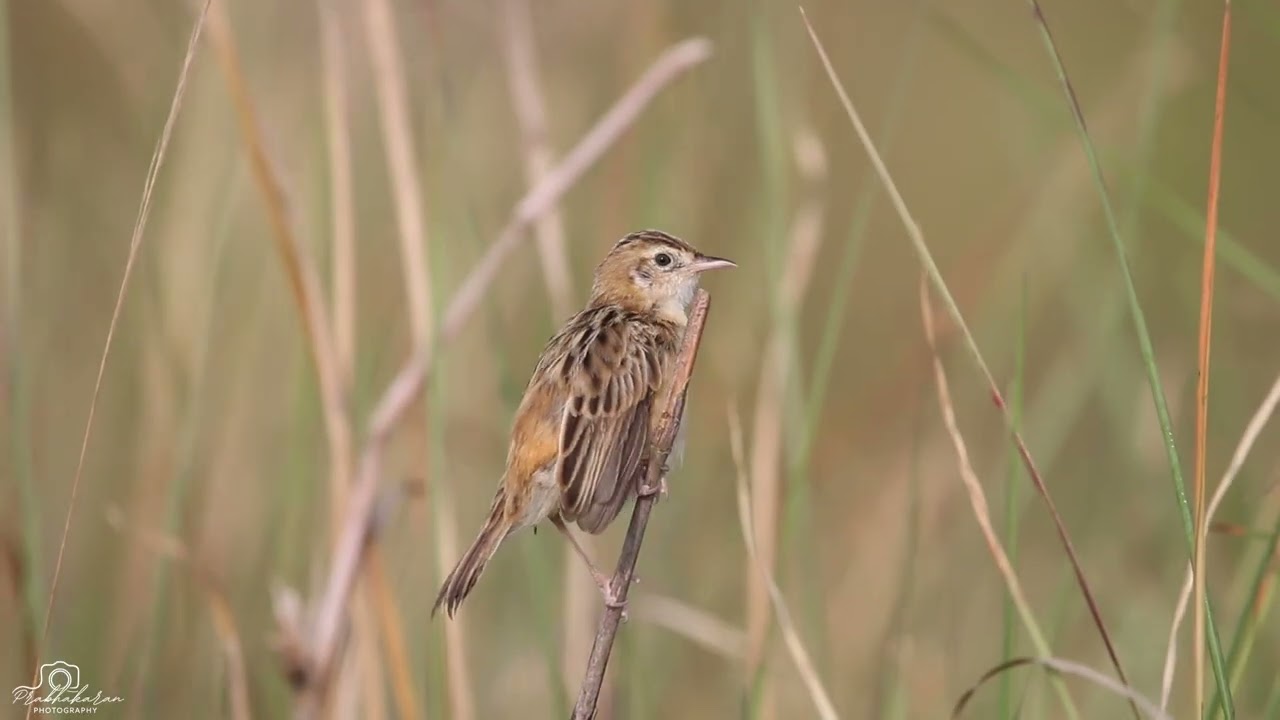 Zitting cisticola, Preening