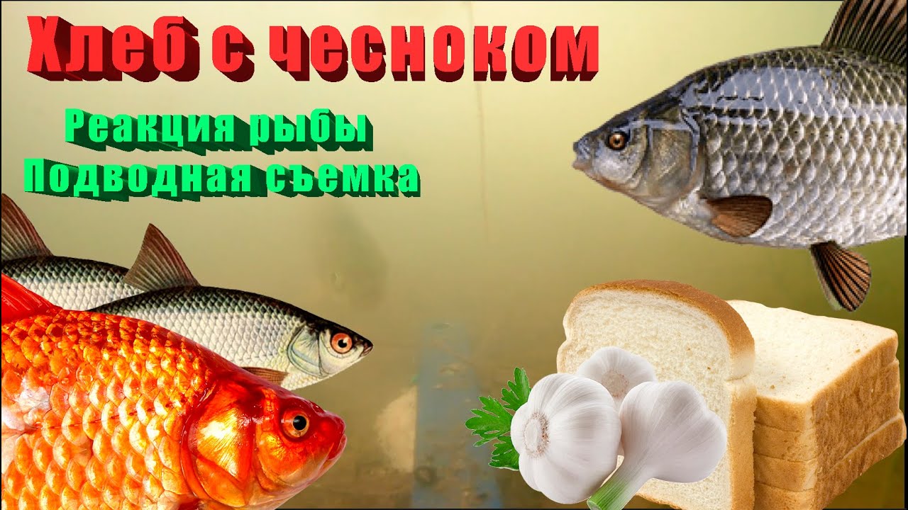 Хлеб с чесноком. Реакция рыбы. Подводная съемка