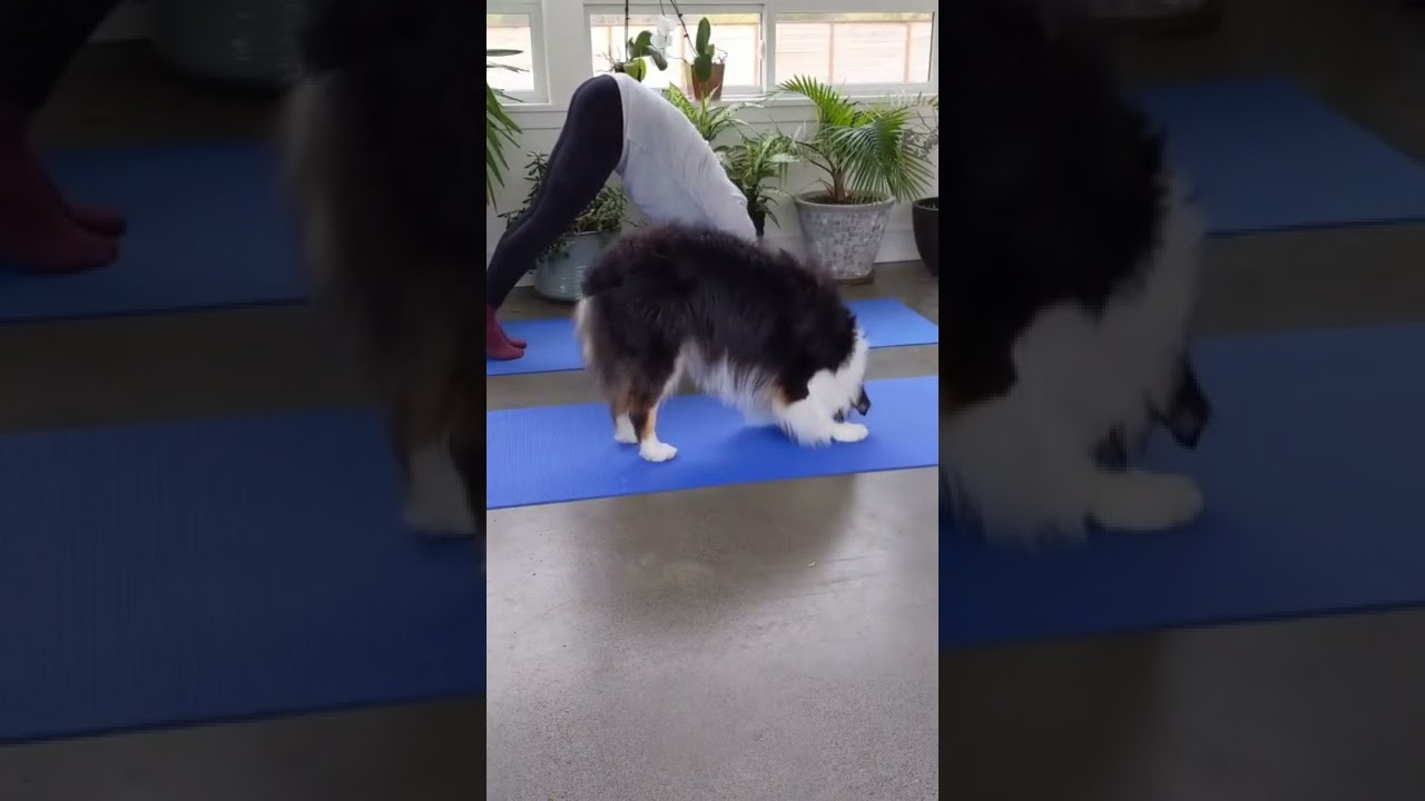 The most adorable yoga buddy ❤️ 🐶