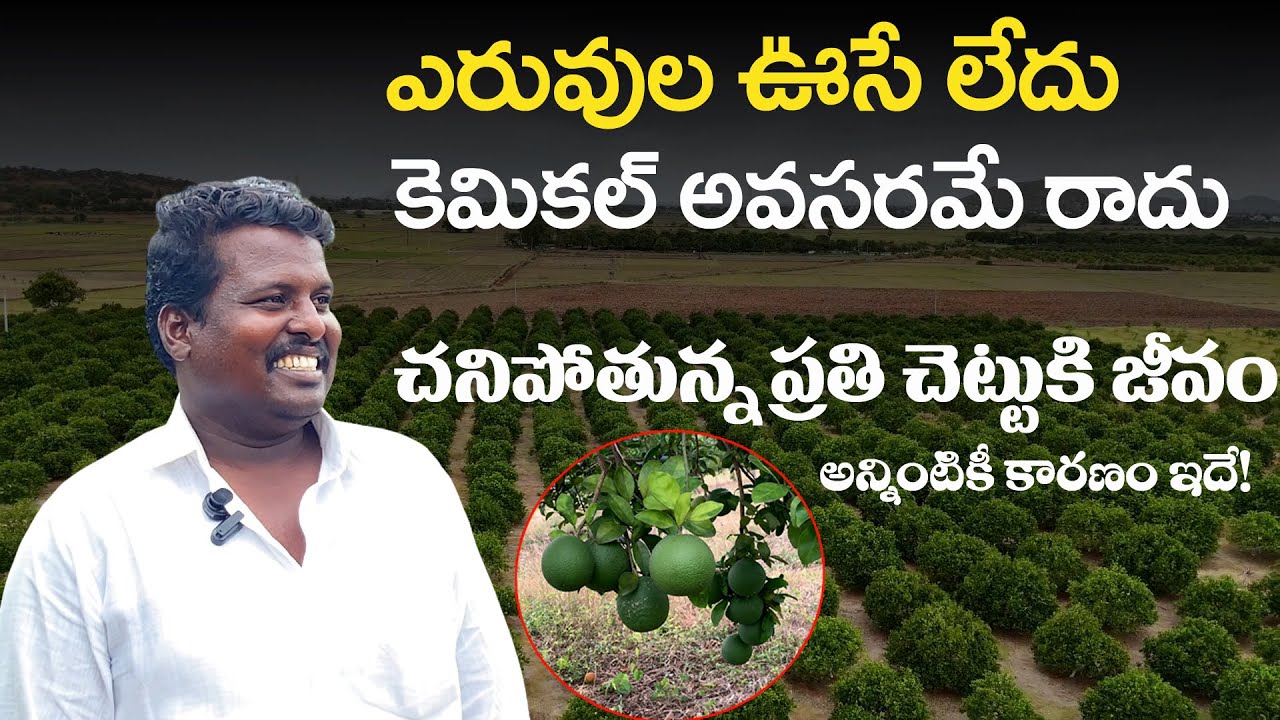 E333 |బత్తాయి చెట్లకు ప్రాణం పోసింది ఈ కషాయమే..! | #gramabazaar| 94912 78836, 833 1800 100