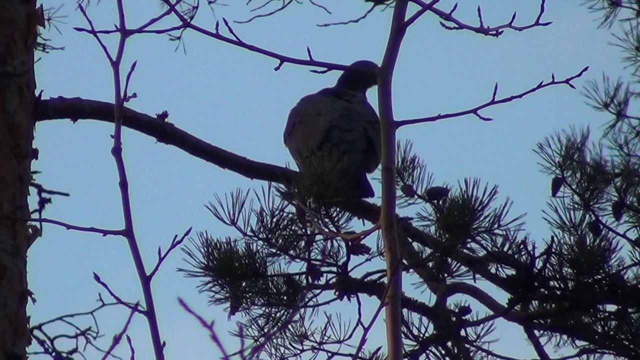 Sepelkyyhky huhuilee  - &Auml;&auml;ni ( Columba palumbus )