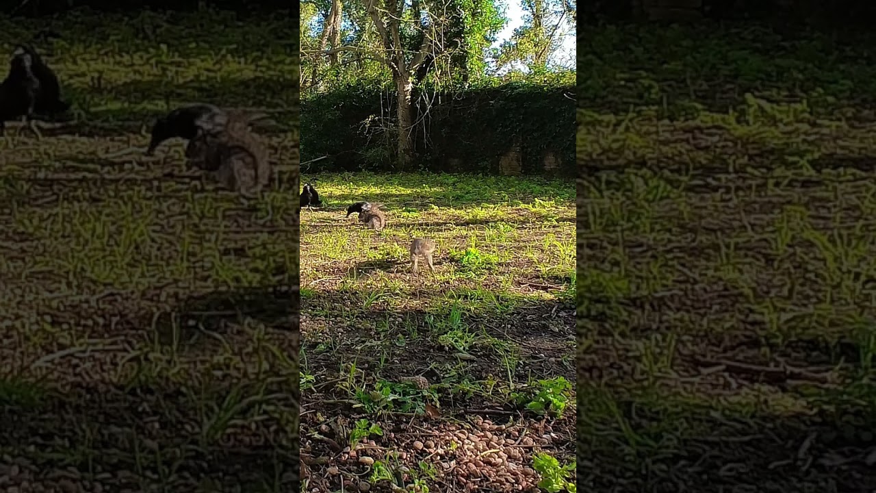 Another Mad Squirrel Chase! / Cemetery Wildlife 4K