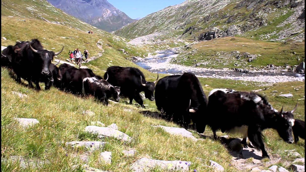 Transumanza di Yak in Val Cadlimo (11.8.2011, ore 15:20)