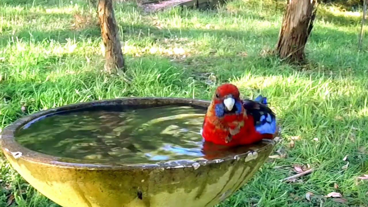 Bird Bath - Talk Time