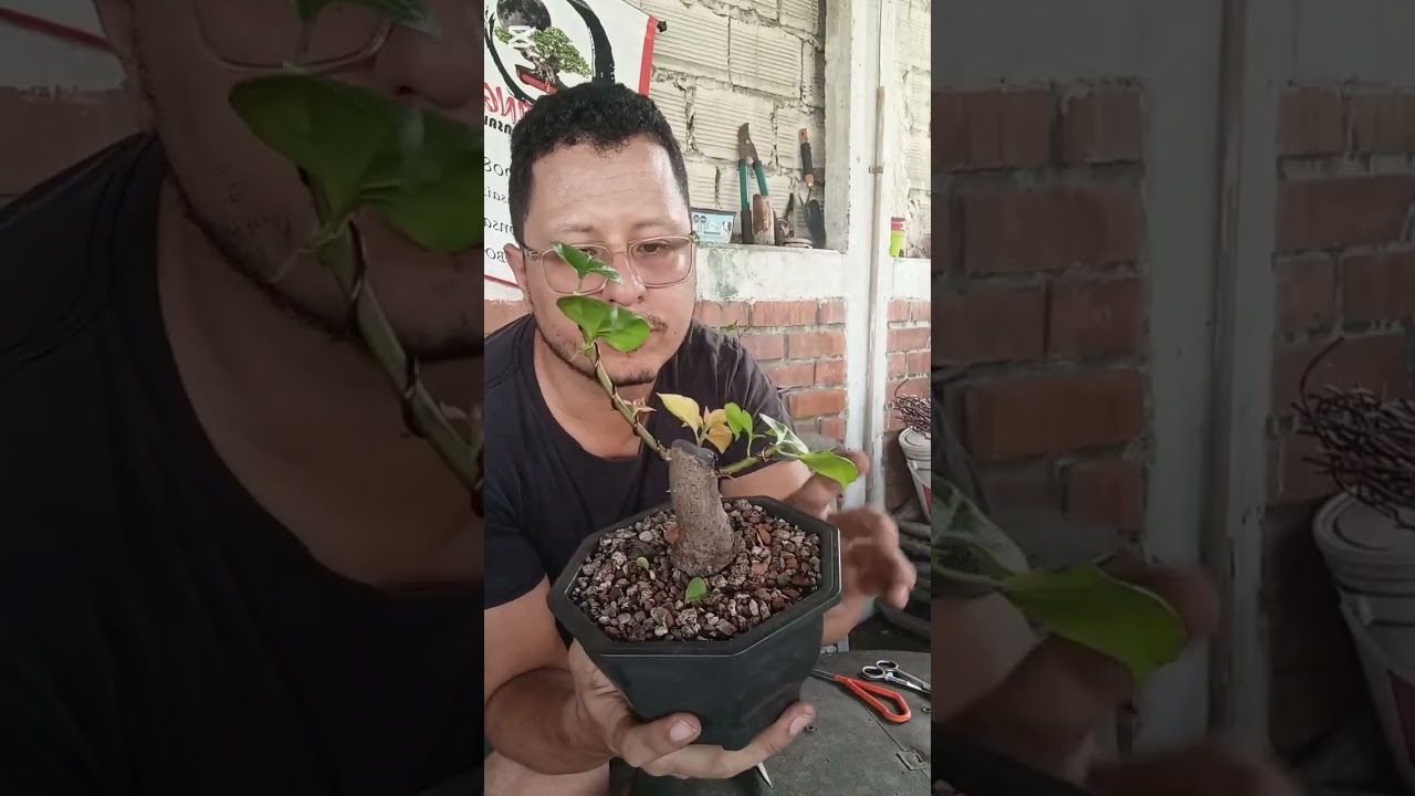 Trabajando esquejes de veranera y proyecto #apoyame #bonsai #cali #plantas #bonsaiaficionado 