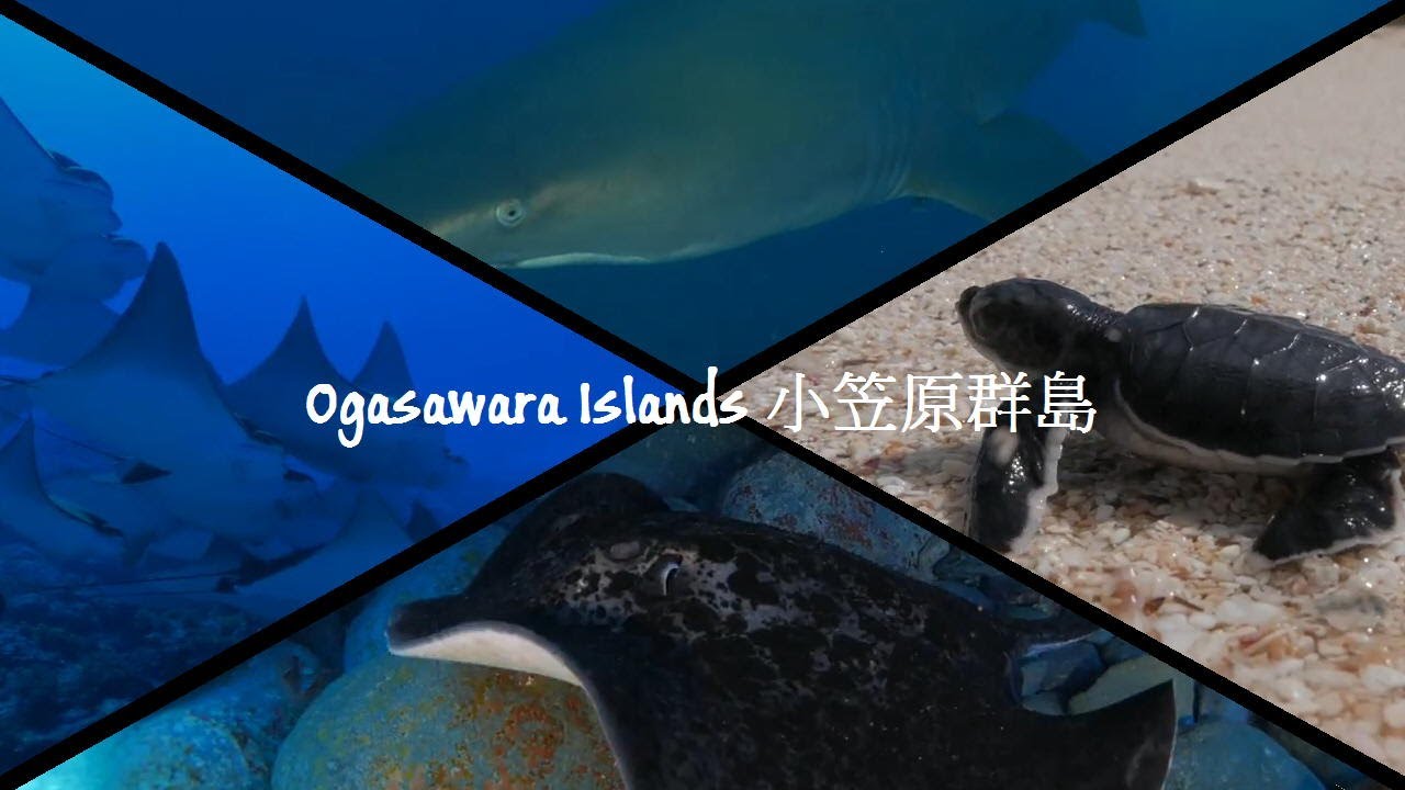 Ogasawara Islands, Japan - Remote scuba diving location in Japan - Panasonic LX100