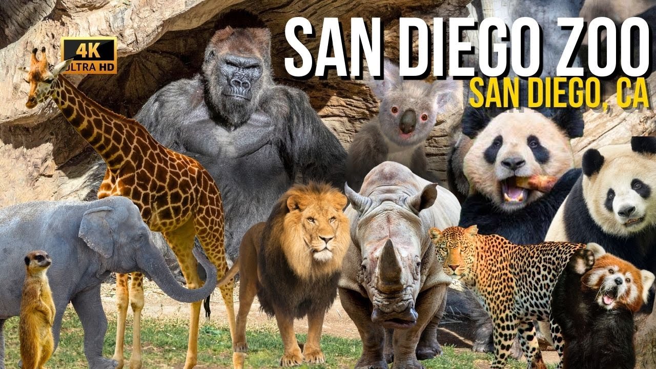 San Diego Zoo 4K Walking Tour: Unveiling the NEW Giant Panda Habitat!