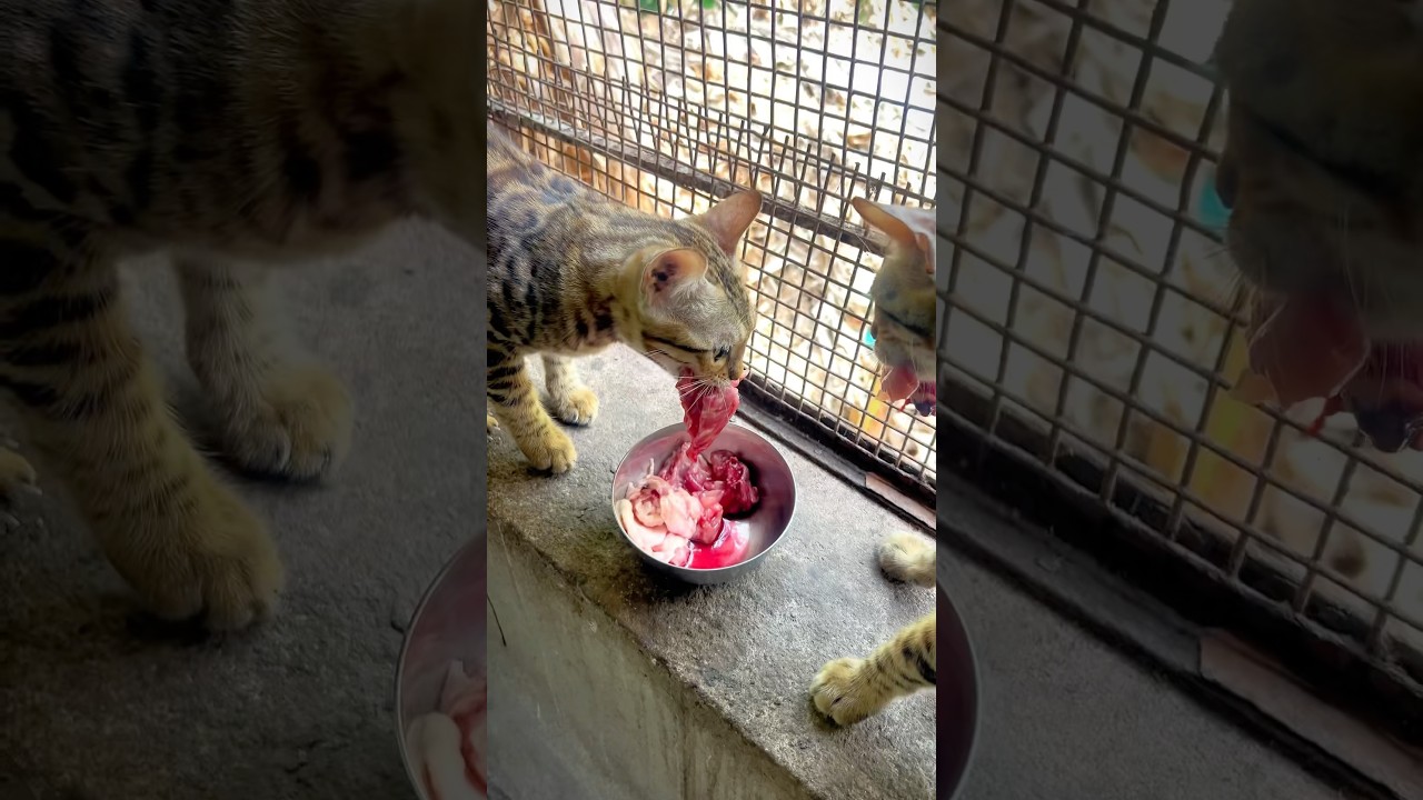 Bengal Cat 😳 | bengal kittens | Persian cats for sale | persian cats for life | Persian cat | cats