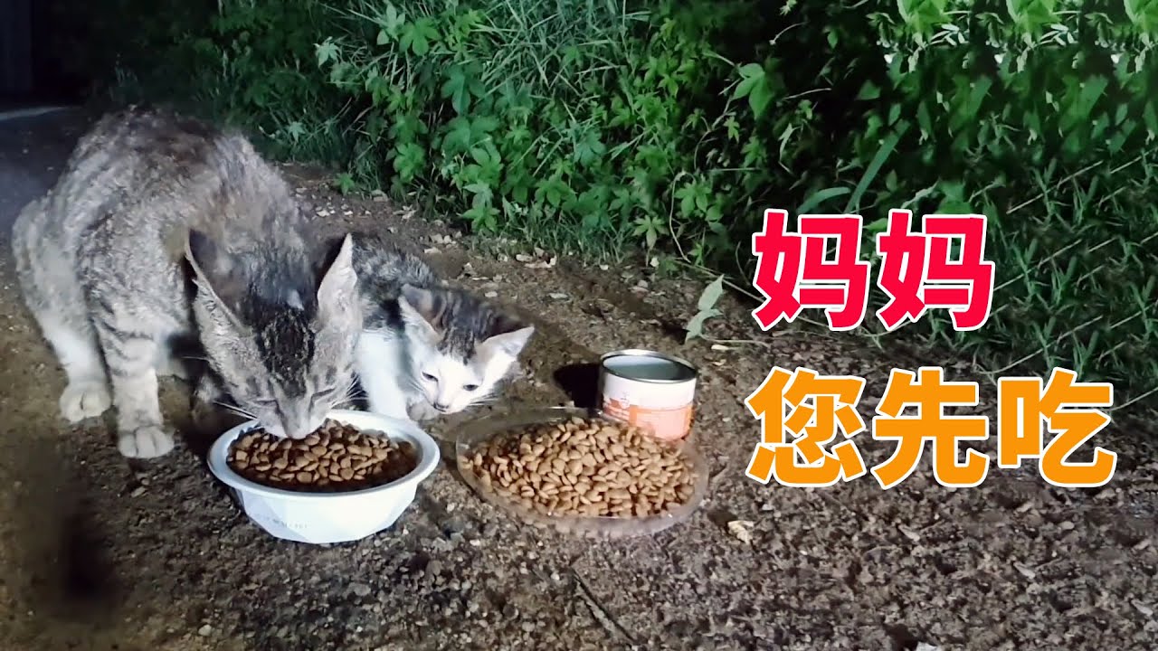 孝顺的小流浪猫，主动把食物让给猫妈妈，还带着猫爸爸找上门