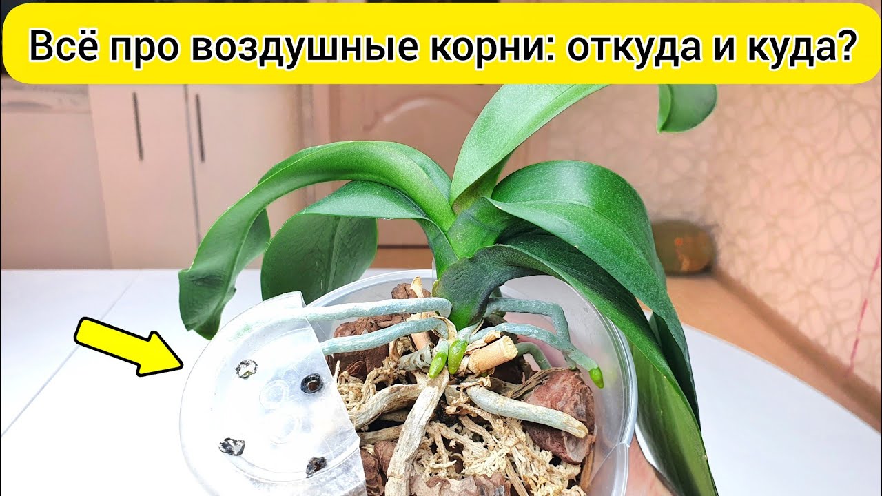 Сделайте так и воздушные КОРНИ орхидей растут в грунт