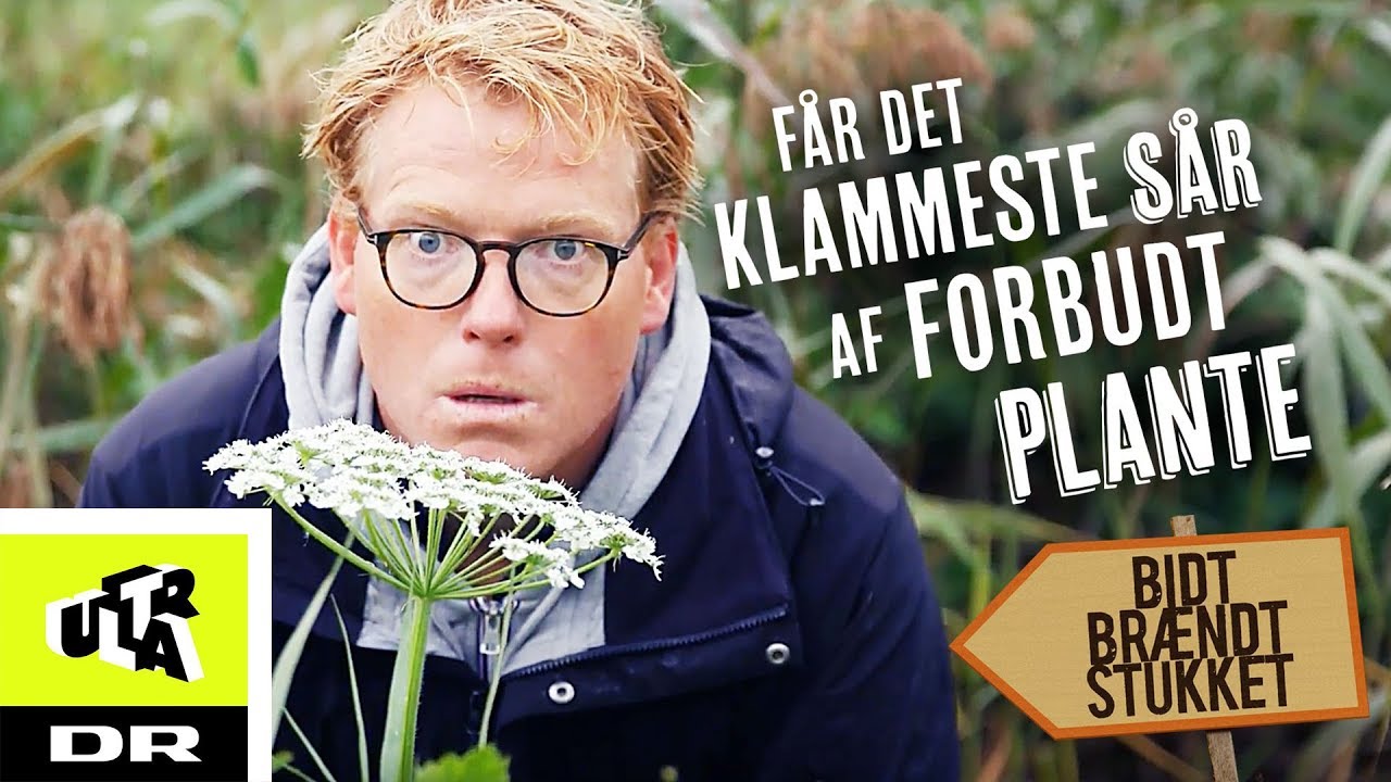 F&aring;r det klammeste s&aring;r af forbudt plante - Bj&oslash;rneklo | Bidt, br&aelig;ndt og stukket