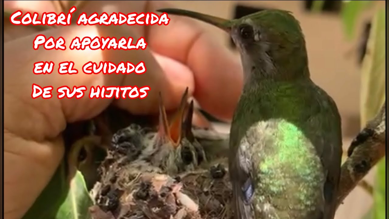 MAMÁ COLIBRÍ ESMERALDA ; SE MUESTRA AGRADECIDA POR APOYARLA EN EL CUIDADO DE SUS HIJITOS