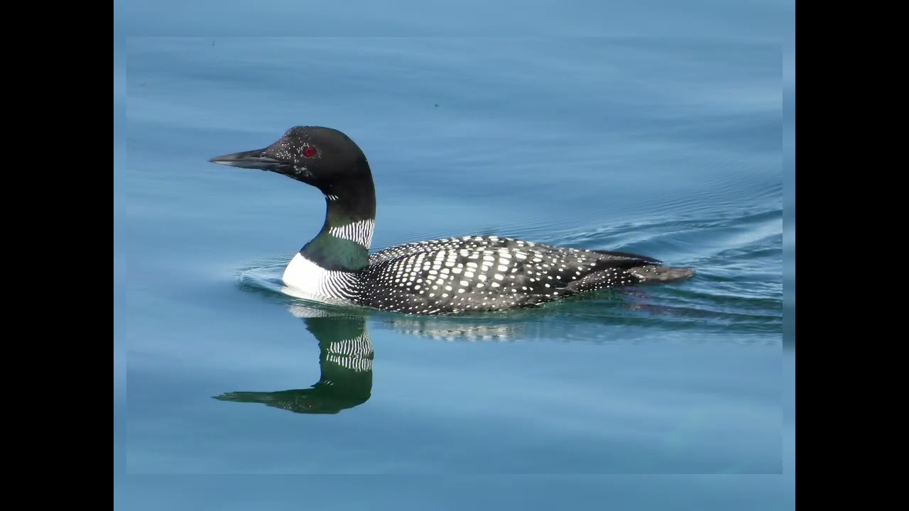 Loons