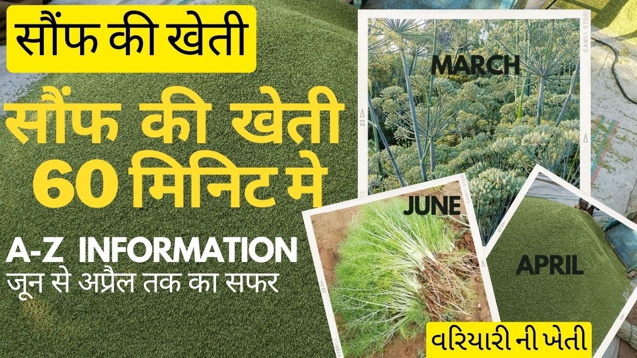 सौंफ की खेती की A-Z माहिती एक ही वीडियो में । વરિયારી ની ખેતી । saunf ki kheti । sounf ki kheti