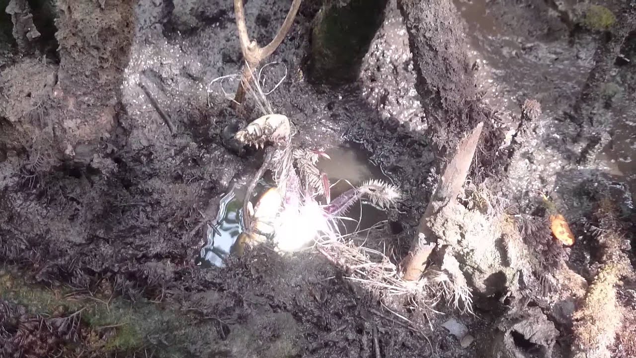 Pesca de Caranguejo. Parte 3