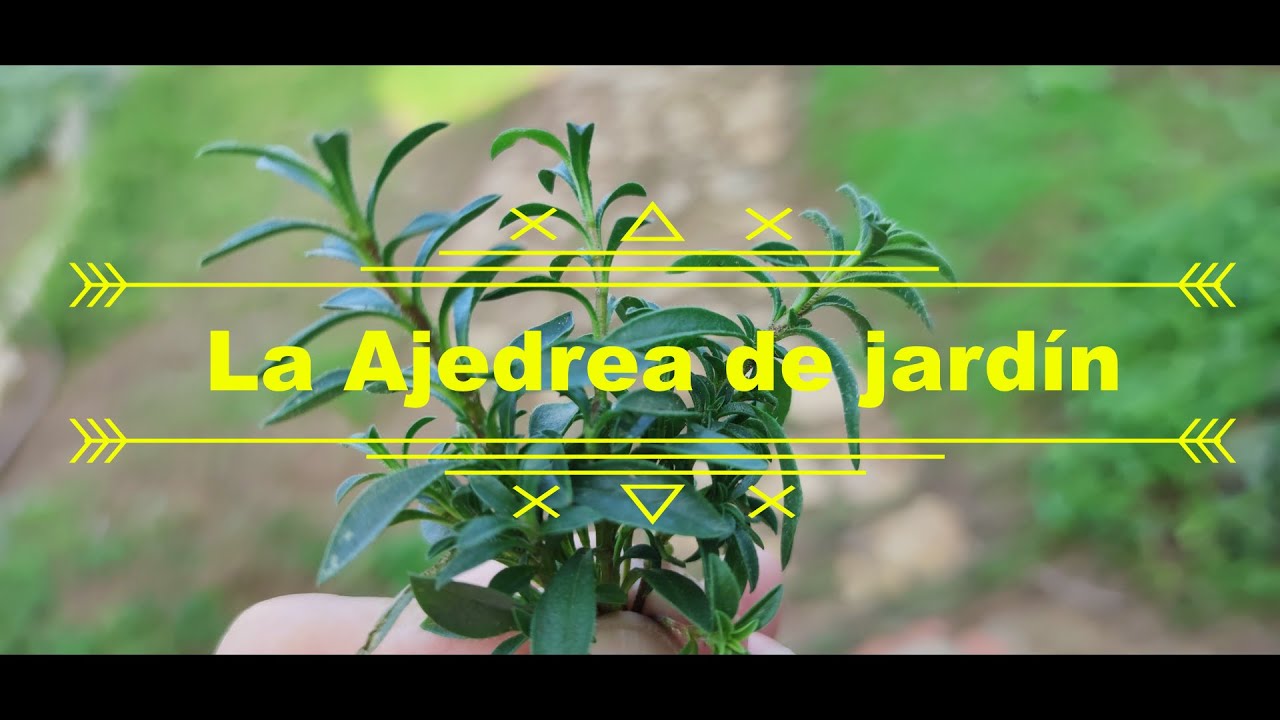 La Ajedrea de jardín.