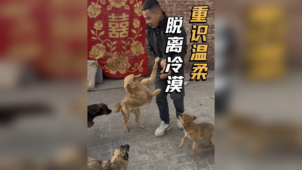 救助流浪狗，也是救助我们、脱离冷漠，重识温柔！