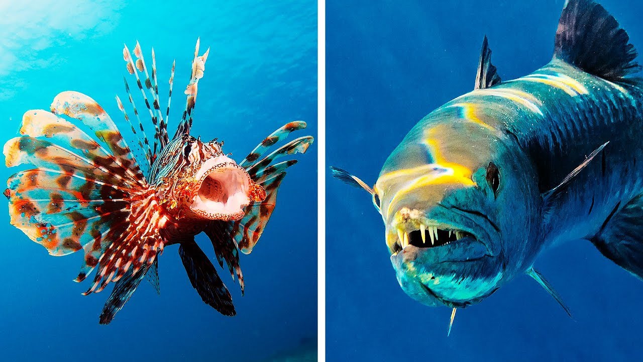 Если вы Увидели Это во Время Купания, Немедленно Вылезайте из Воды!