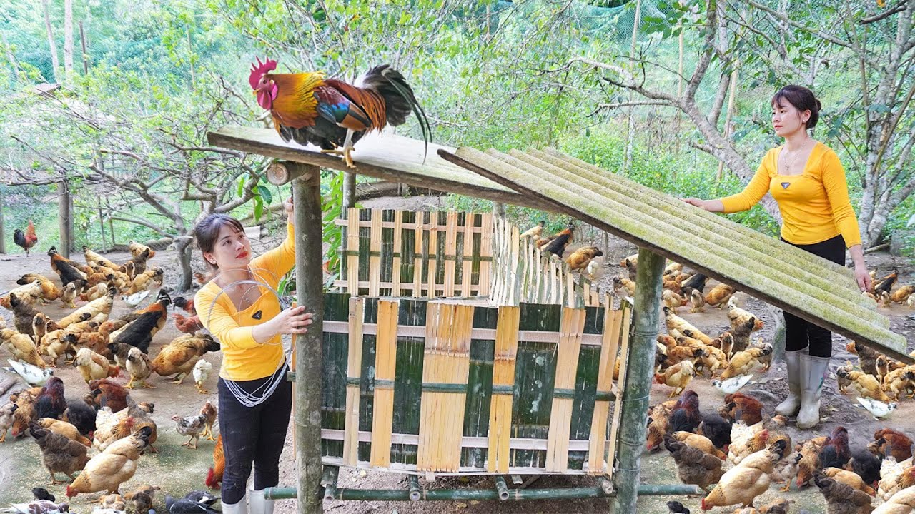Rebuild Chicken Coop With Bamboo - Build Off Grid Farm, Farm Life