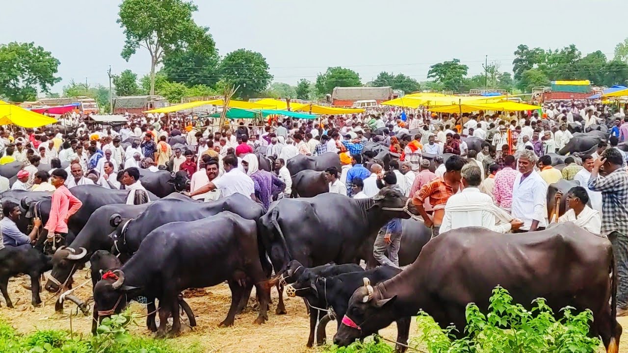 घोंसला पशु मंडी उज्जैन | सोमवार सीधा प्रसारण देखिए नरेंद्र प्रजापत के साथ#bhainsmandi