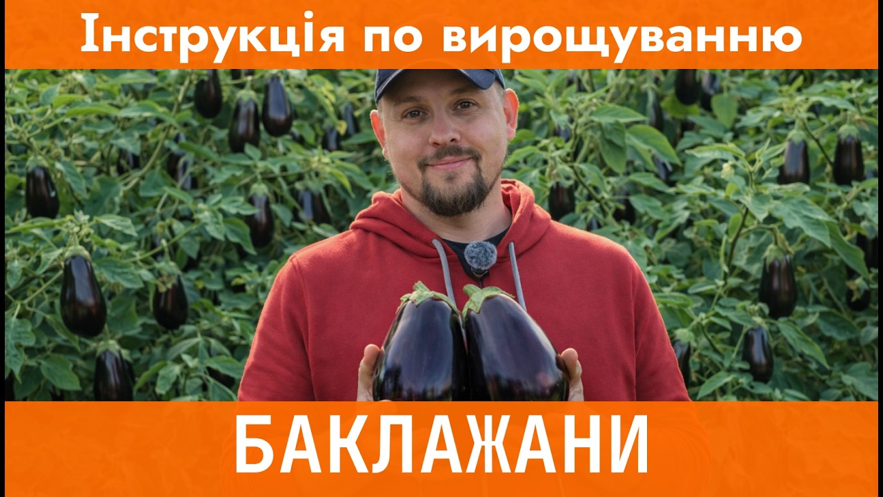 Не баклажани, а кремезні та солодкі цукерки! Не садіть баклажани, поки не подивитесь це!