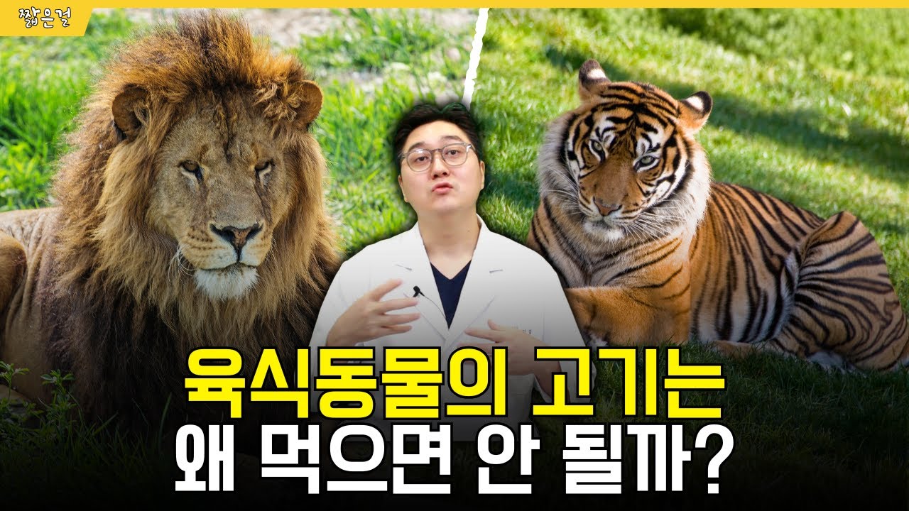 호랑이, 사자 고기를 먹으면 안되는 이유