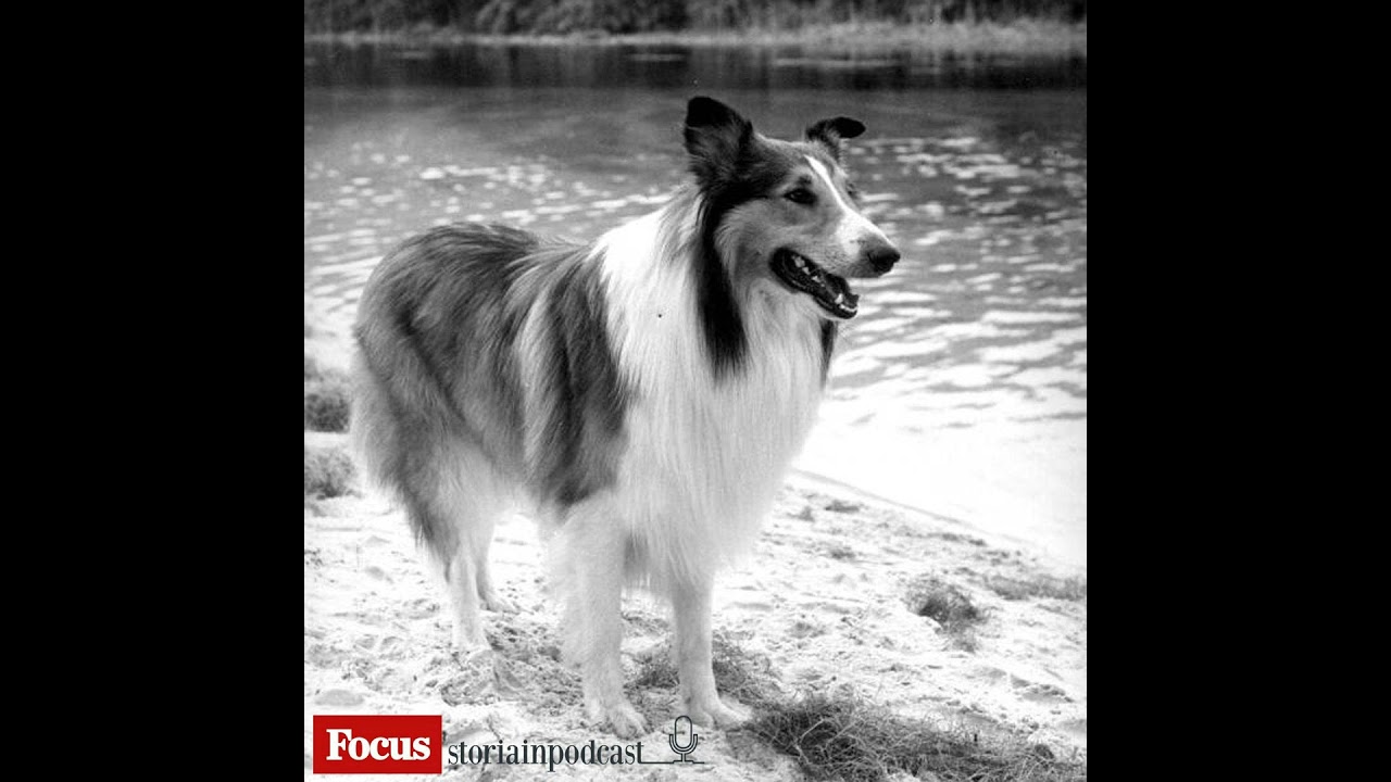 Lassie. Cani nella storia