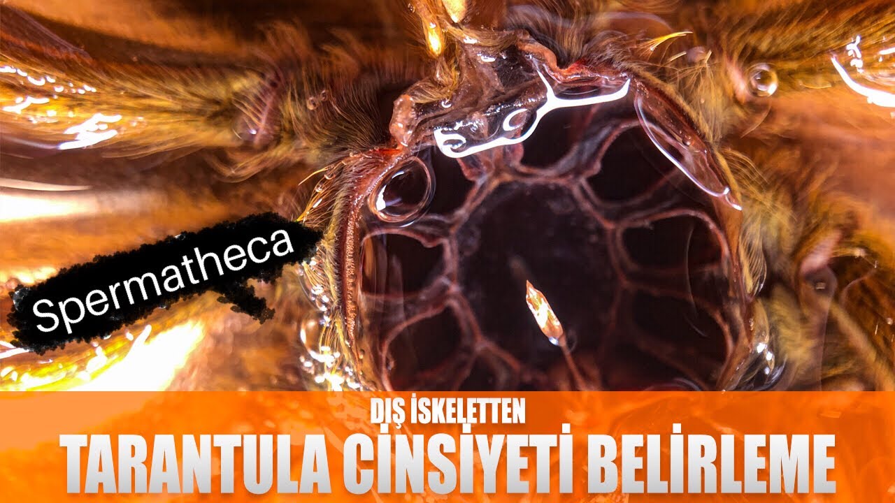 Tarantulalar da Dış İskeletten Cinsiyet Belirleme - Tarantula Cinsiyet Ayrımı - Spermatheca