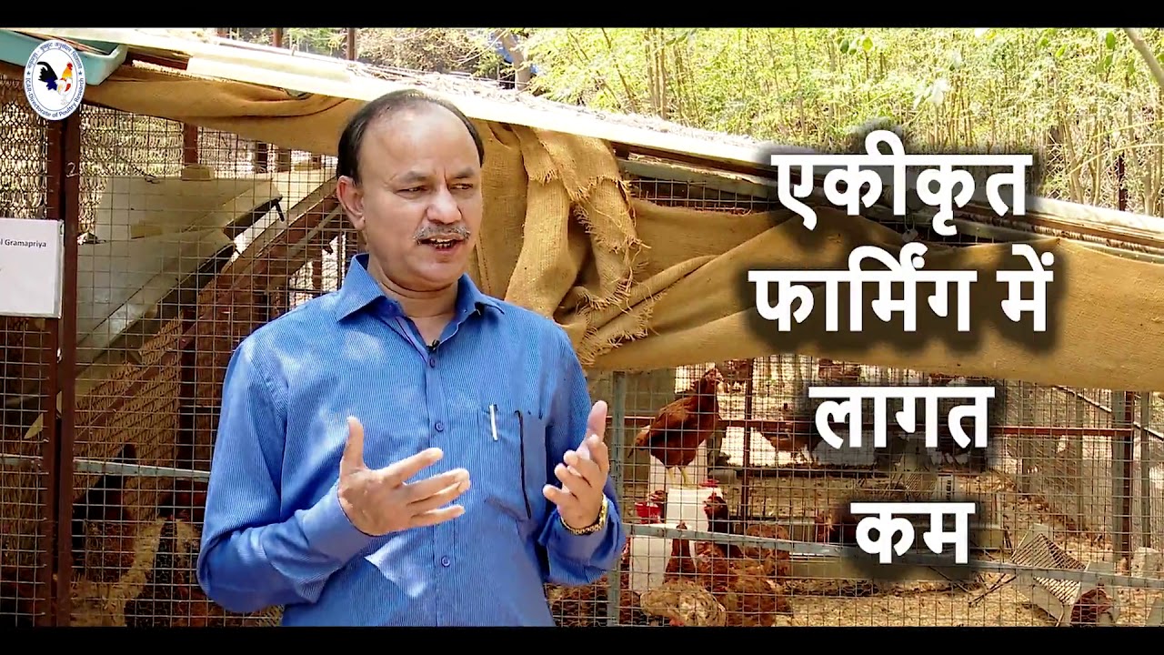 Integrated Farming of Chicken with Moringa, ICAR-DPR मोरिंगा के साथ चिकन की एकीकृत खेती,