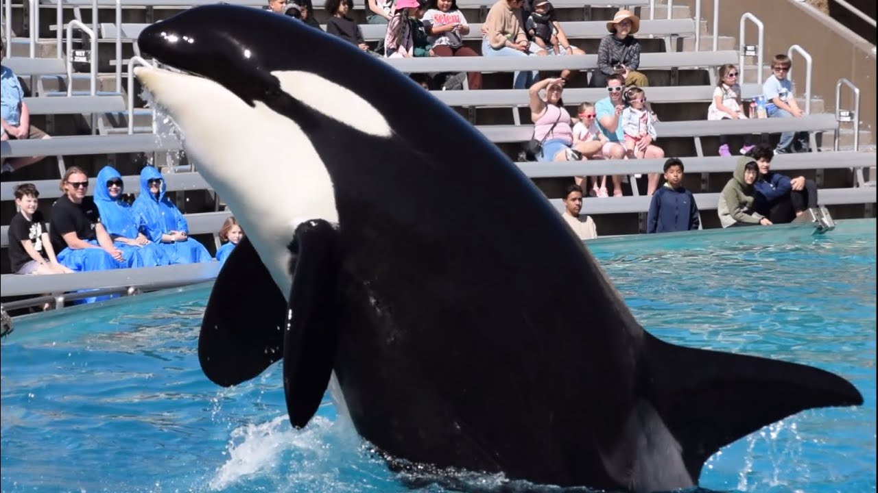 Orca ￼Encounter (Full Show) with Corky & Ikaika at SeaWorld San Diego March 4, 2025 at 12 PM