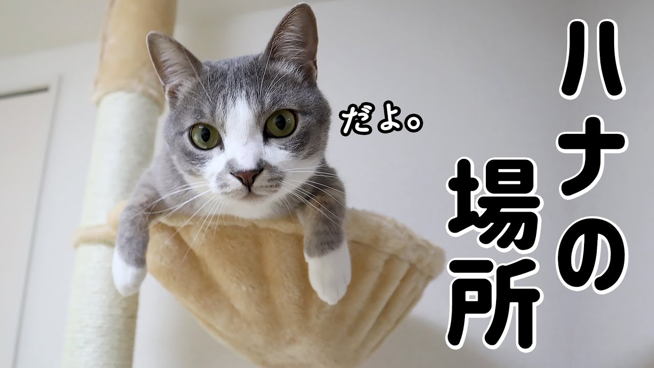 棒だけのキャットタワーで猫の逃げ場所を確保【保護猫／茶トラ／トンキニーズ】