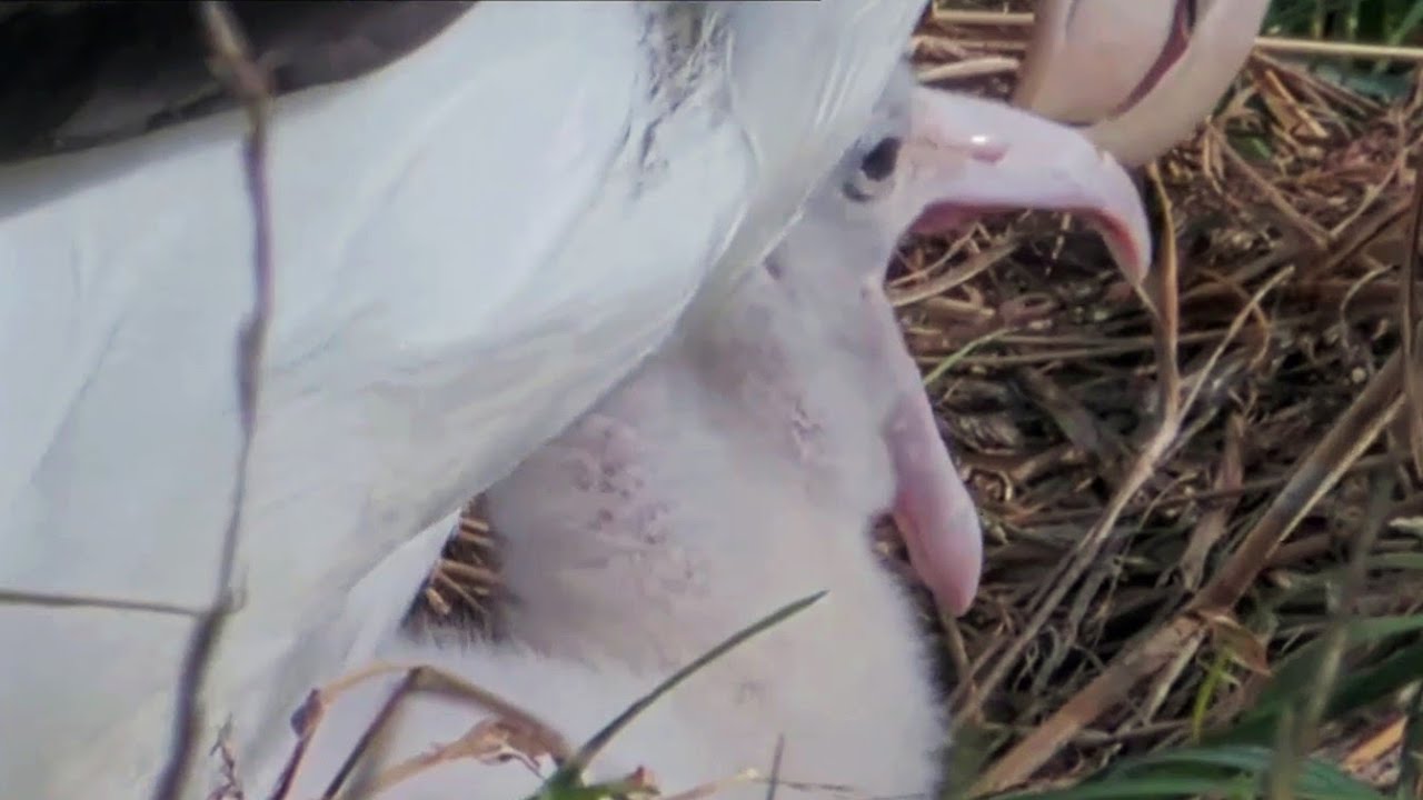 Royal Albatross~🥰Big yawn by the cute one ~10:04 AM 2026/01/31