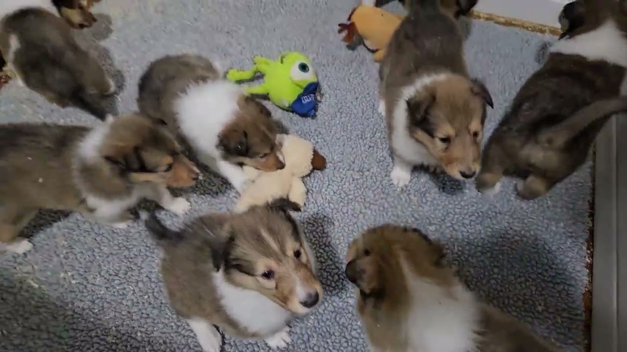 11.28.24 Thanksgiving playtime ♡