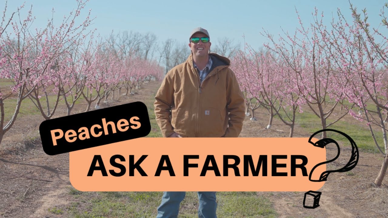 Ask A Farmer | Ep. 2 | Peach Farmer