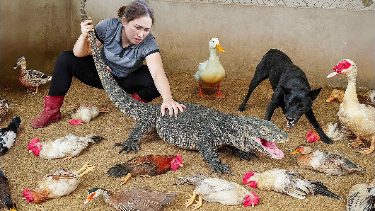 Brave female hunter captures Komodo Dragon with bare hands, Tames Komodo Dragon invading farm
