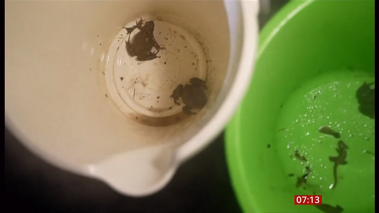 Toad patrol - saving toads from road hazards by volunteers in the UK - 14/Feb/2024