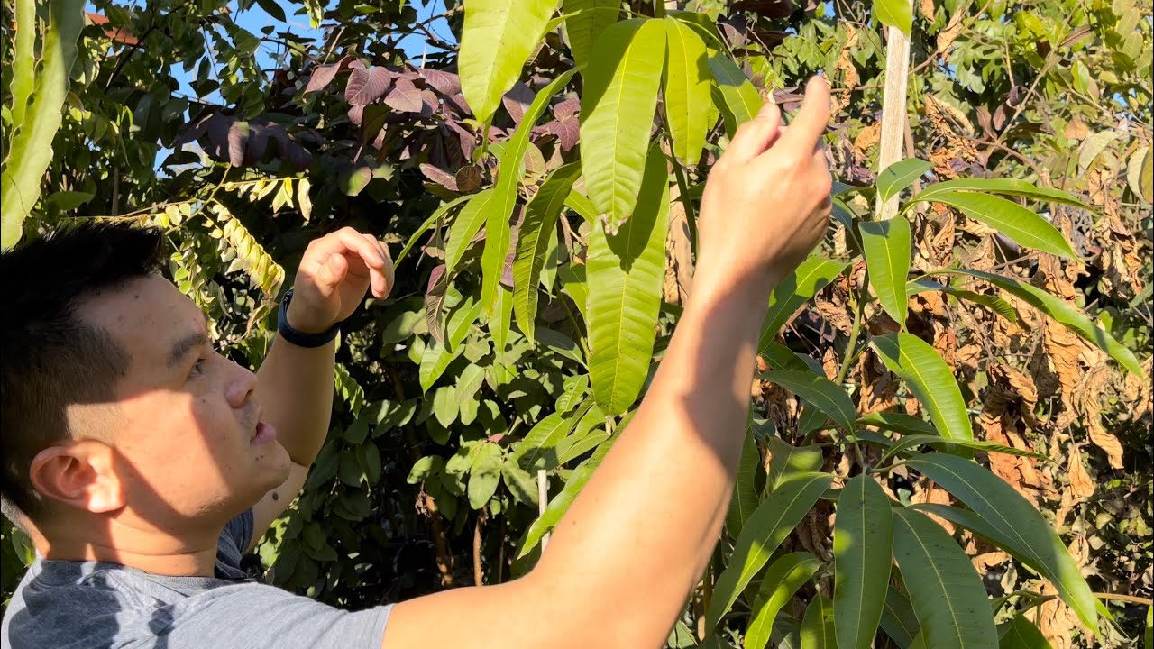Growing Mango Fruit Trees in Cold Climate