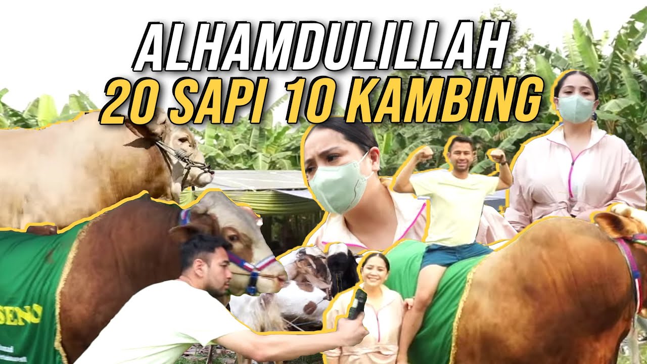 MASYAALLAH!!! SAPI AHMAD ONTO SENO!!! PULUHAN TON SAPI RAFFI NAGITA SEBAR KE BERBAGAI TITIK