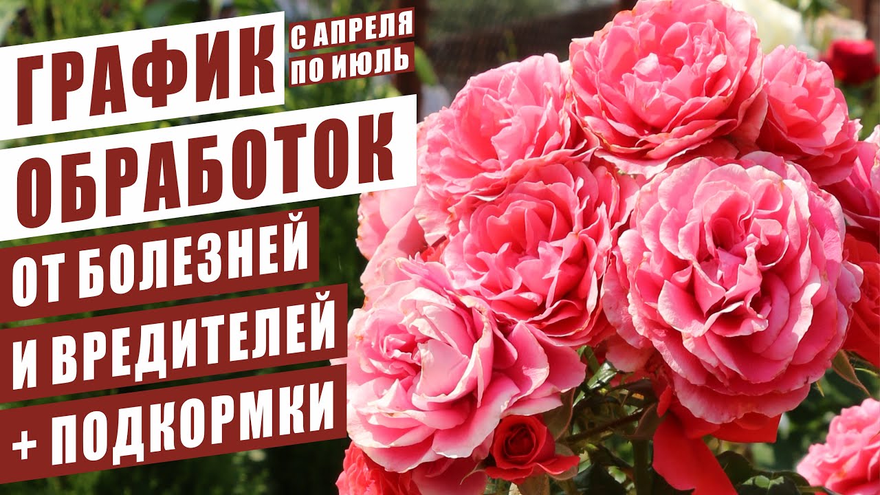 ГРАФИК УХОДА ЗА РОЗАМИ. ОБРАБОТОКИ РОЗ ОТ БОЛЕЗНЕЙ И ВРЕДИТЕЛЕЙ. ПОДКОРМКИ ДЛЯ КРАСИВОГО ЦВЕТЕНИЯ