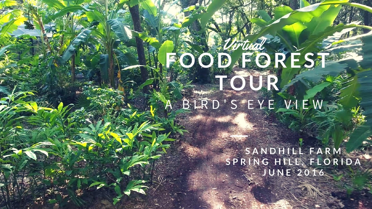 Food Forest Tour at Sandhill Farm: A Bird's Eye View
