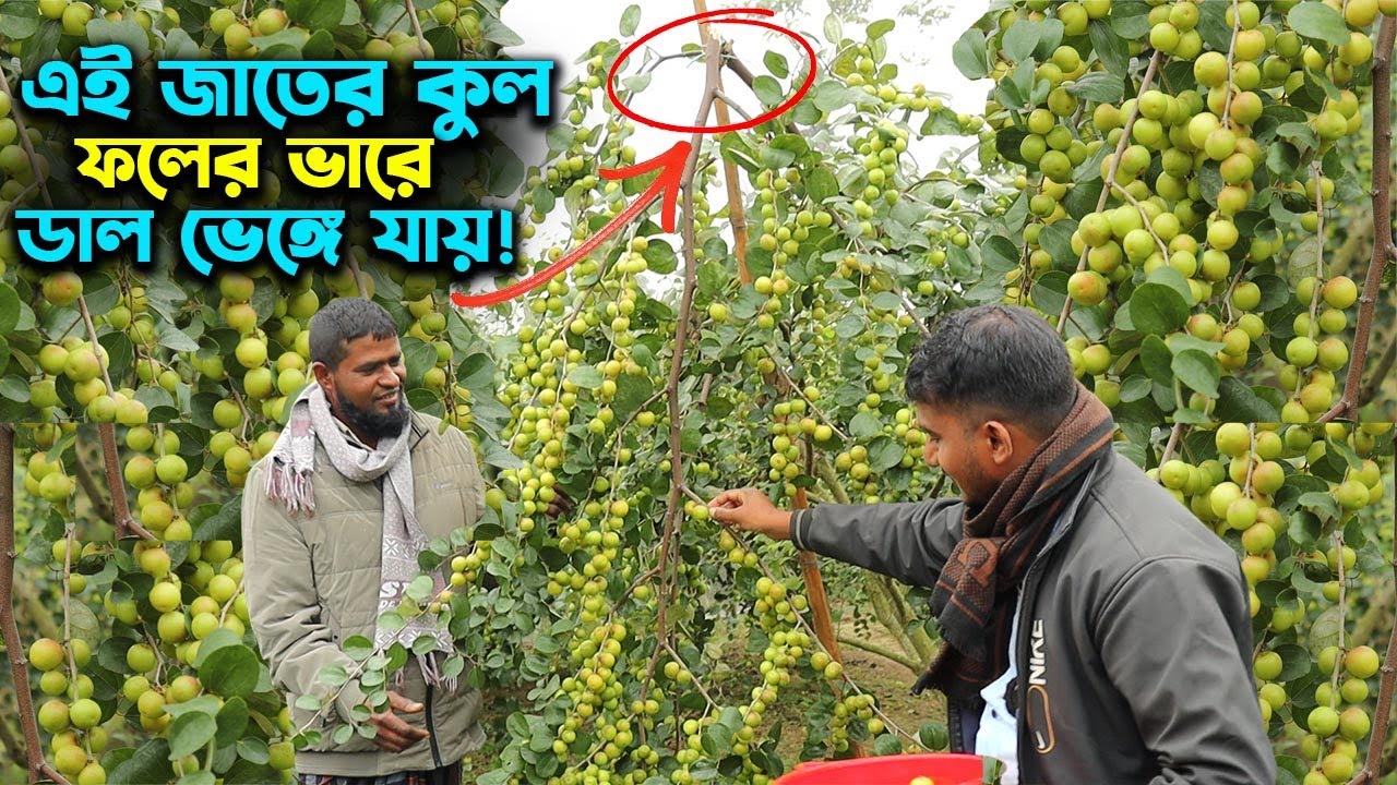 এই জাতের কুল এত প্রচুর ধরে যে ডাল ভেঙ্গে যায় | Ep-1004