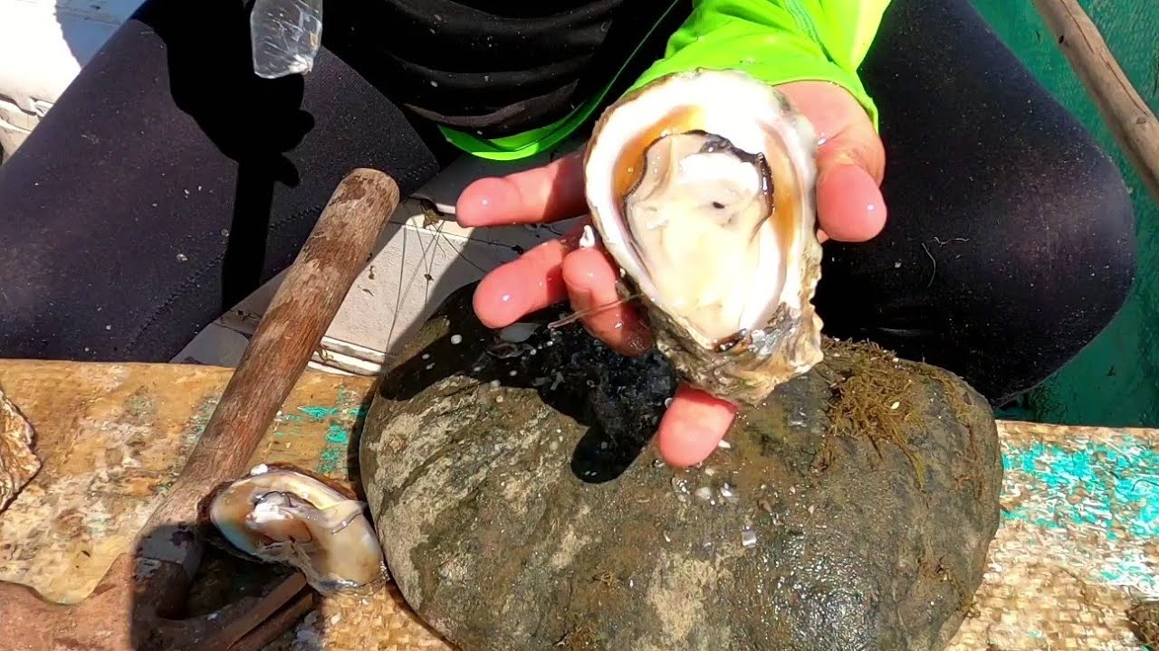 Ostiones de piedra